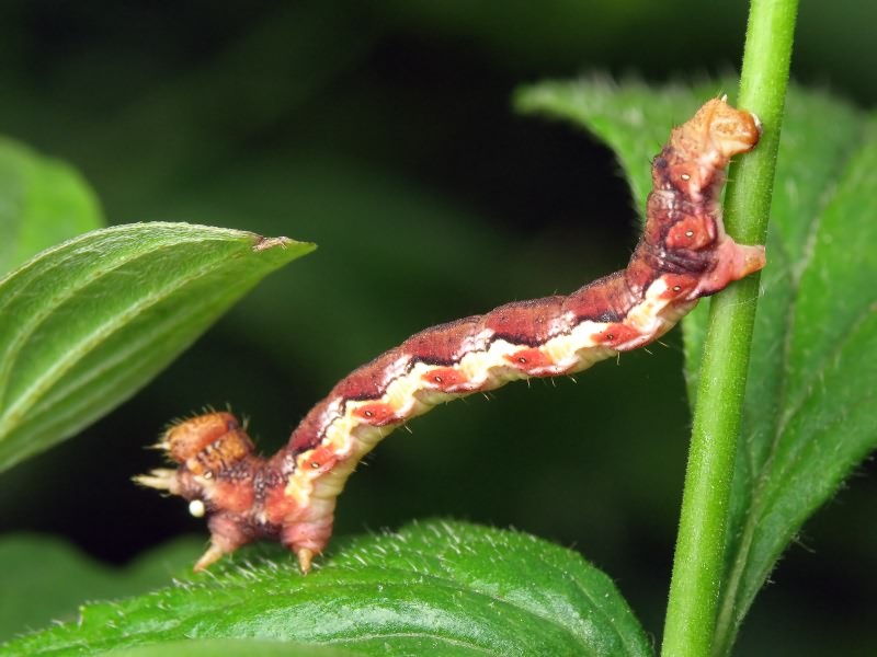 Erannis defoliaria (Clerck, 1759)